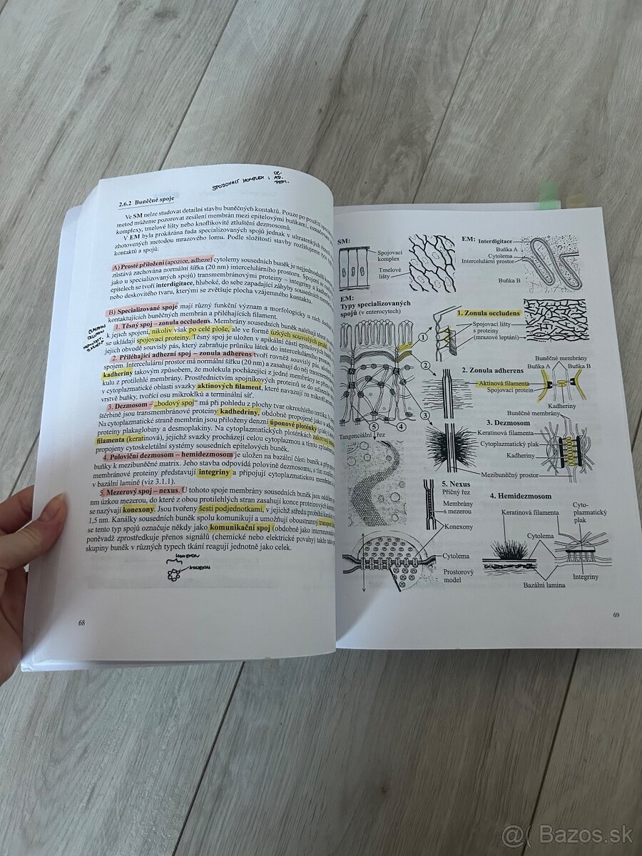 Skriptá -prehľad histológie - 4
