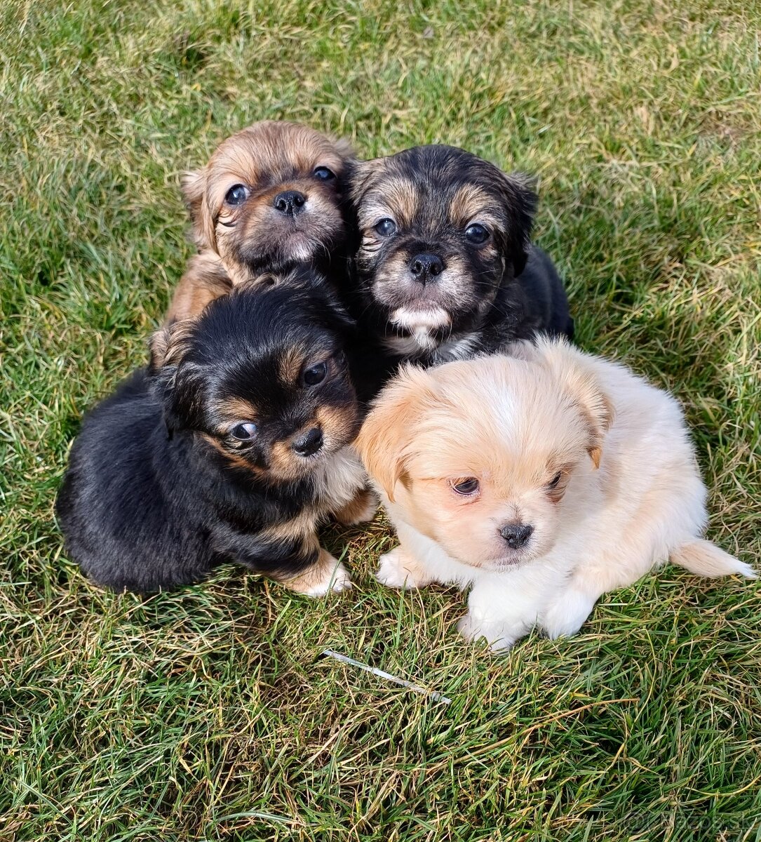 Tibetskỳ špániel šteniatko - 4