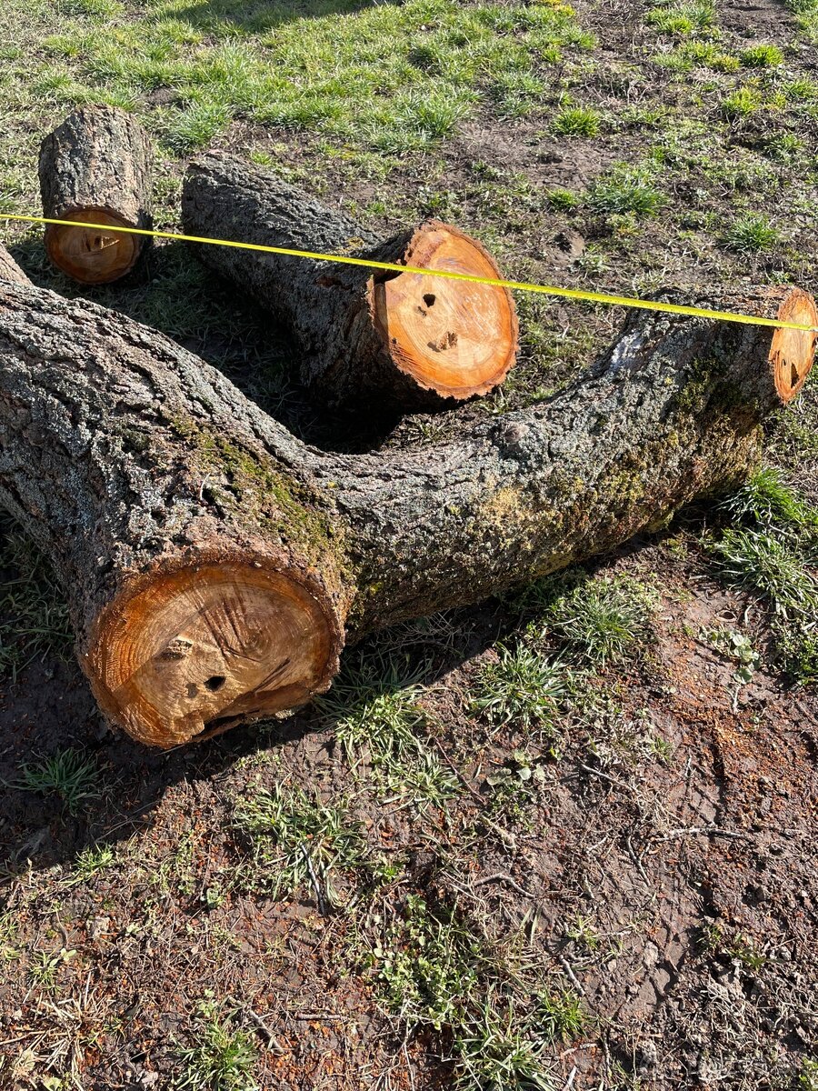 Kmeň stromu marhuľa - 4