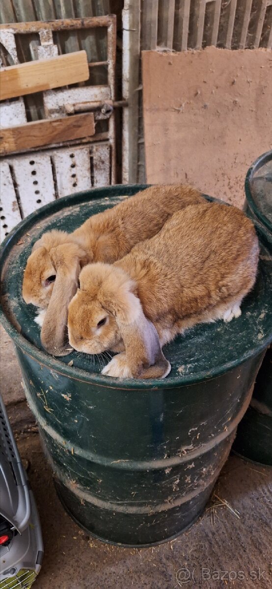 Francúzsky baran - 4