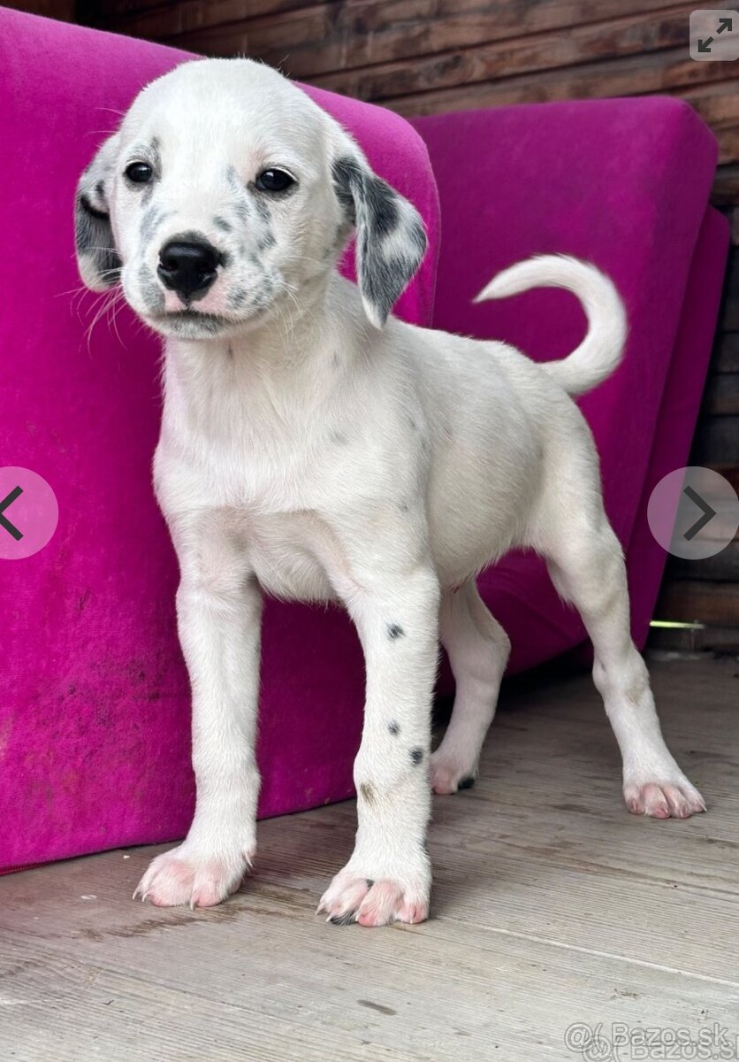 Dalmatin x border kólia - 4