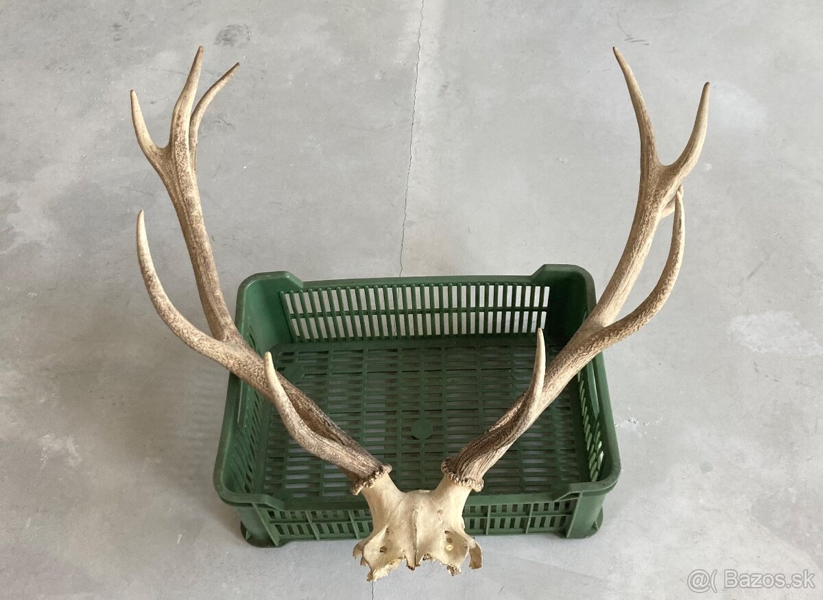 Trofeje jeleň daniel - 4