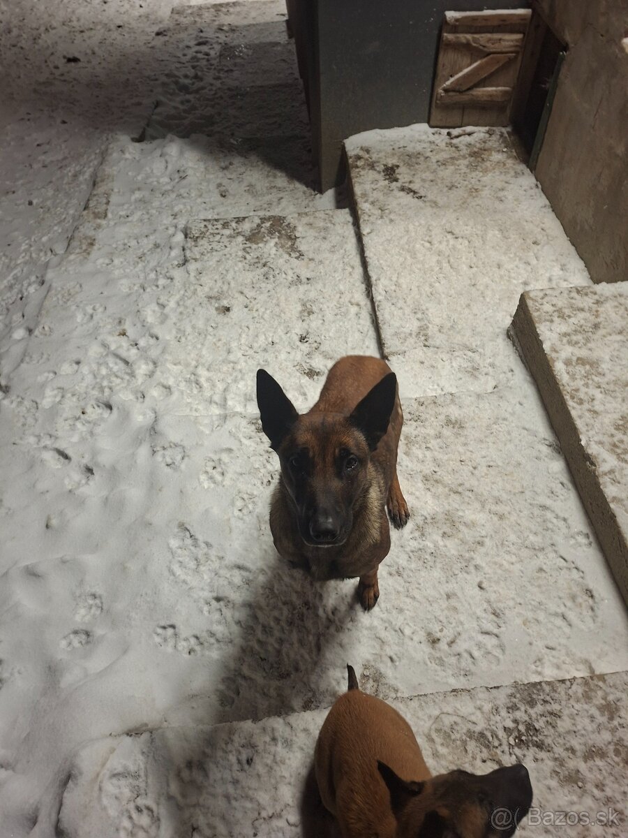 Belgicky ovčiak Malionis - 4