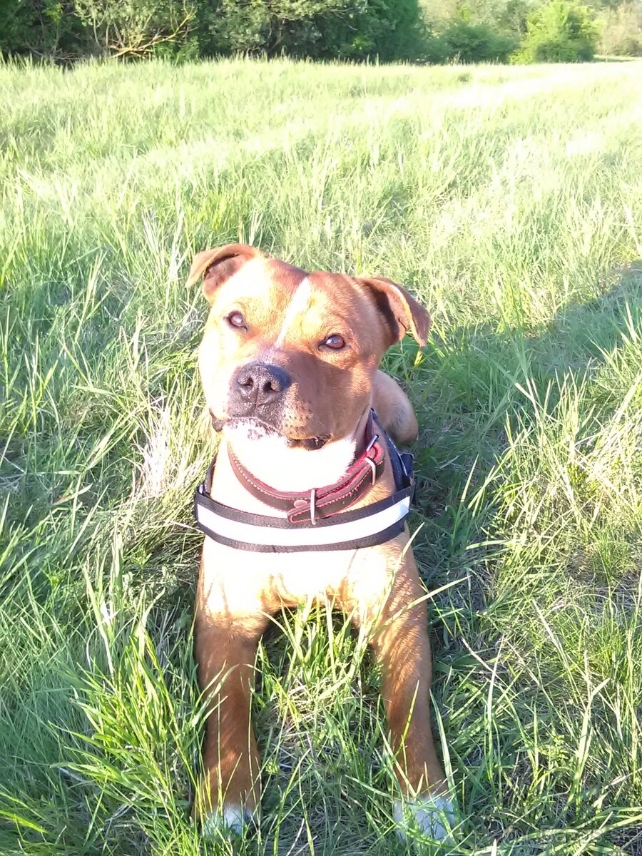 Stafordšírsky bulteriér krytie - 4