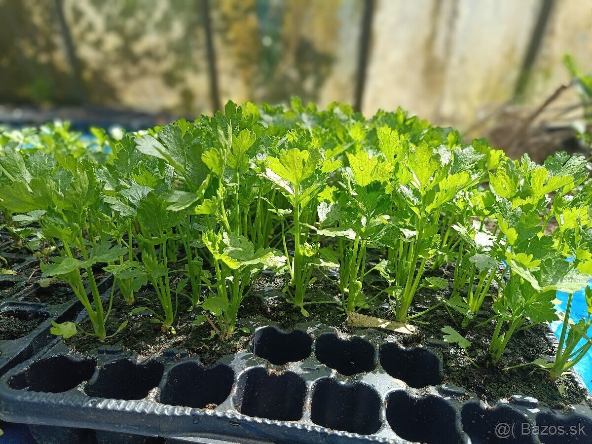 Priesady/planty - 4