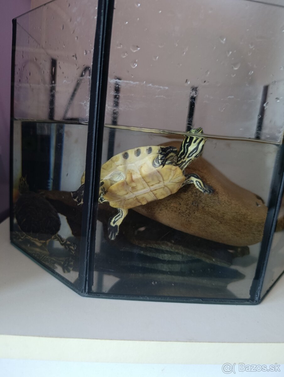Vodné korytnačky , vodná korytnačka - 4