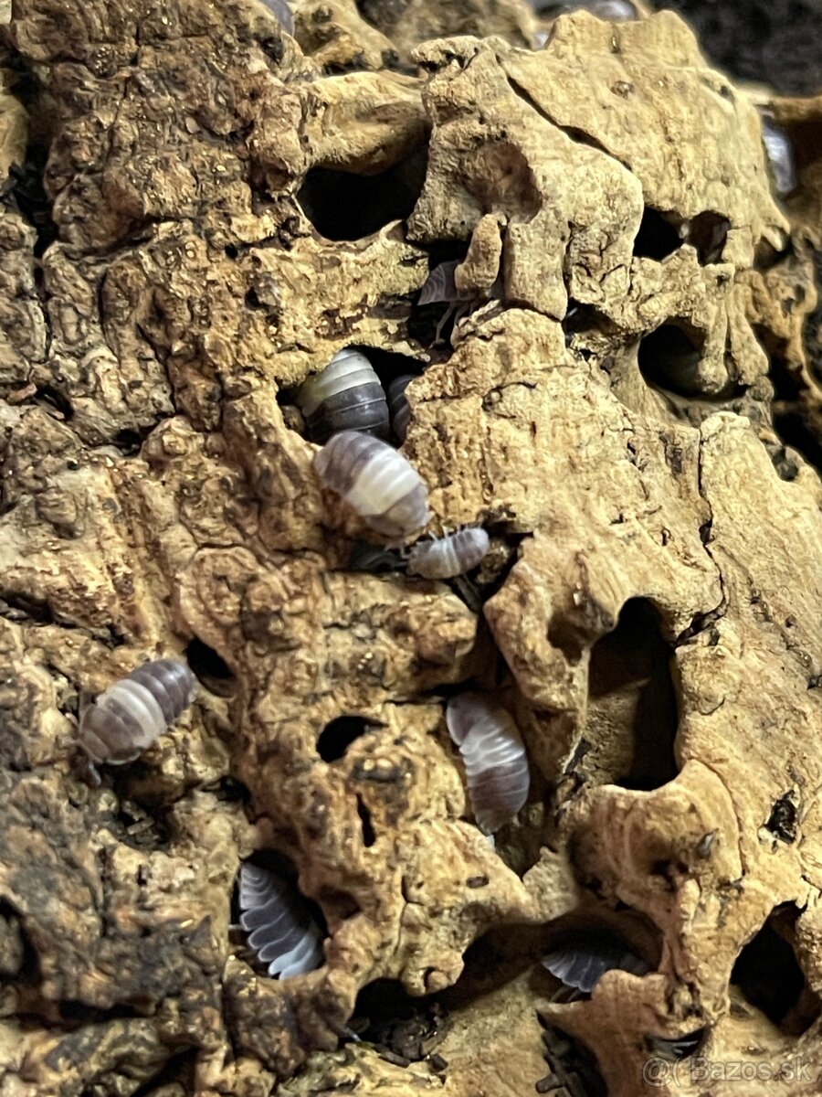 Isopody na predaj bioaktívne poklady pre tvoje terárium 🐛🌿 - 4