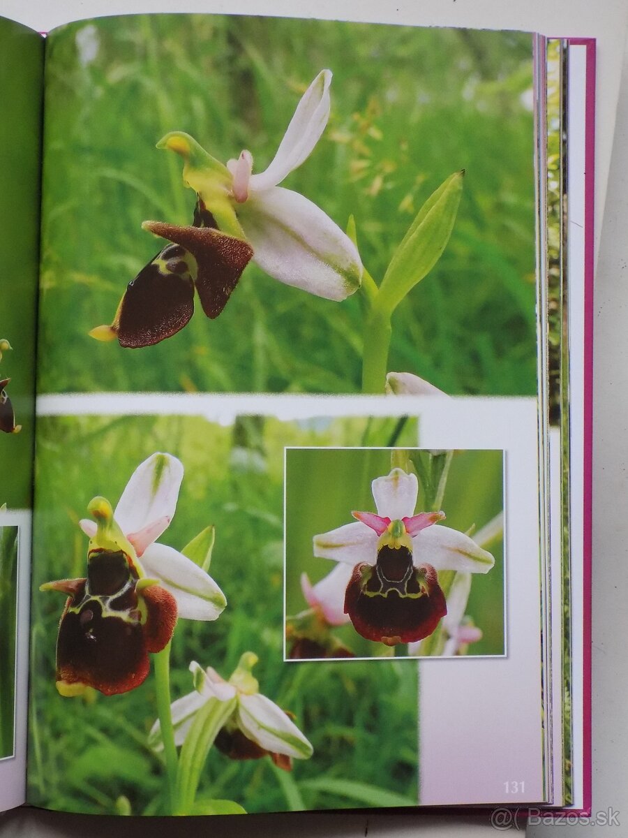 Krásy orchidejí - 4