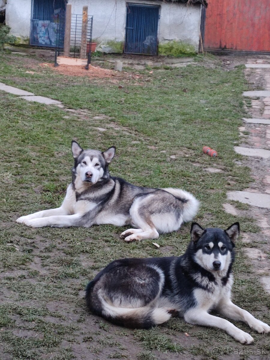 Aljašský malamut šteniatka - 4
