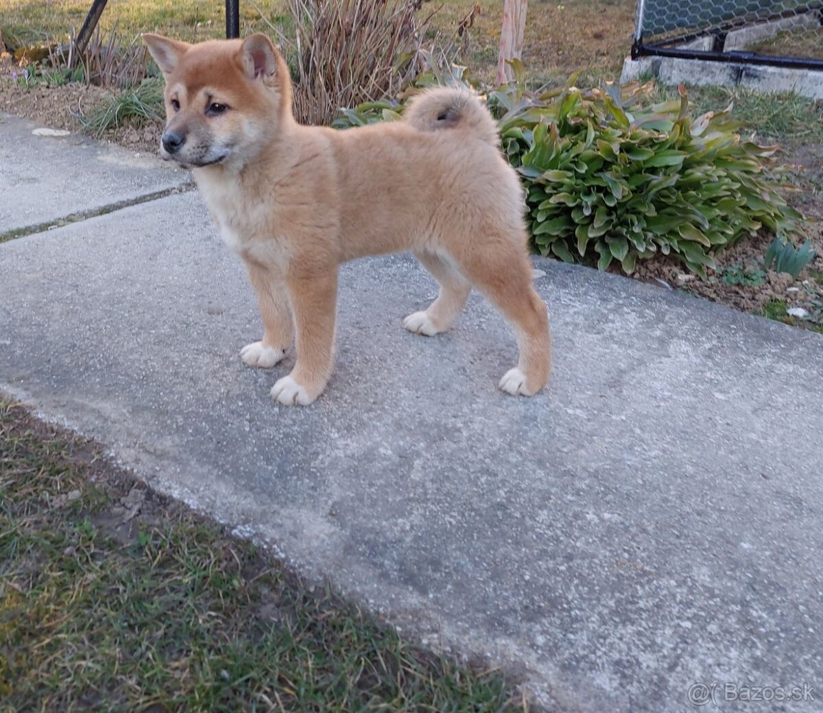 shiba inu - 4