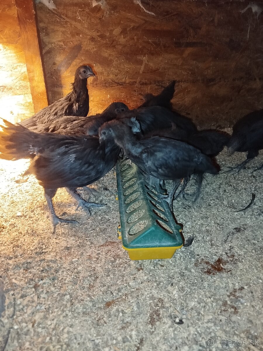 Ayam cemani - 4