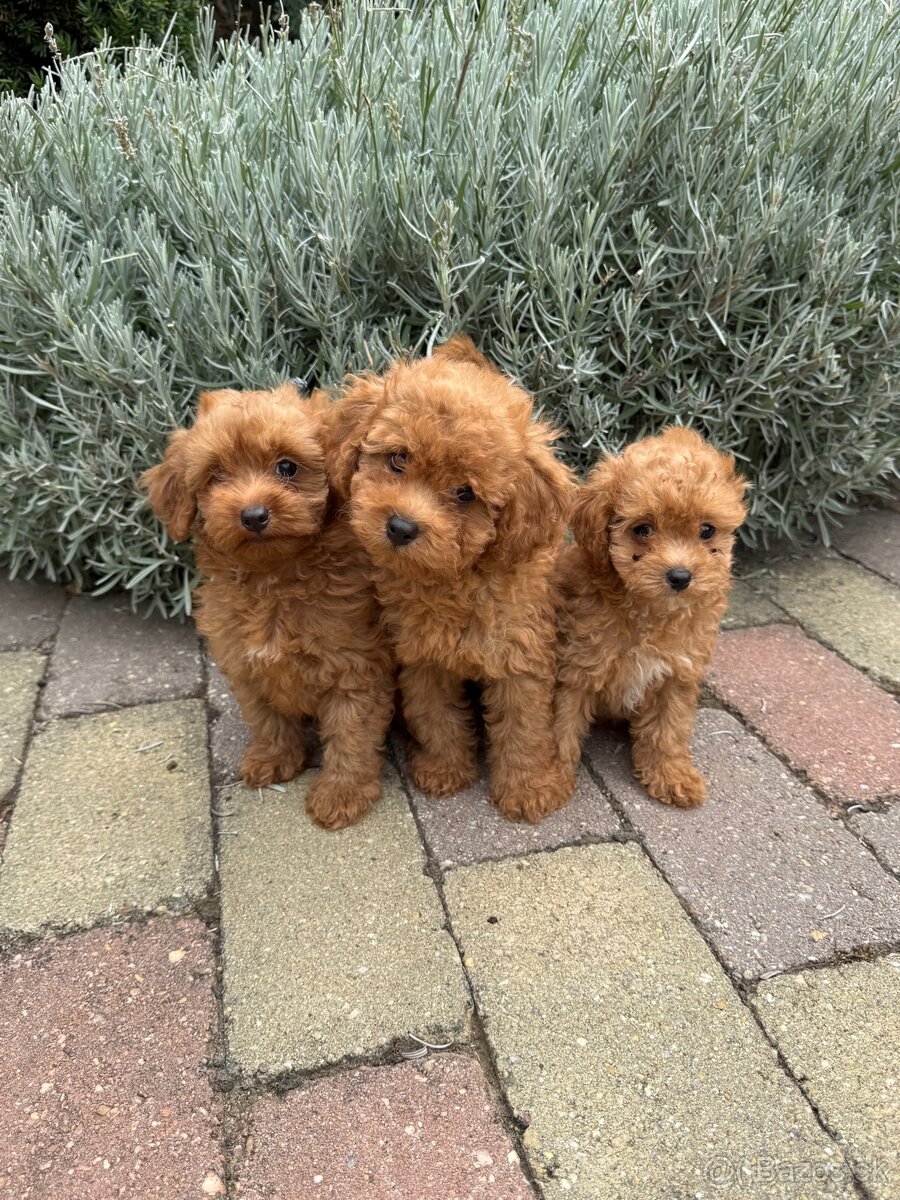 Maltipoo, maltezák, púdel - 4