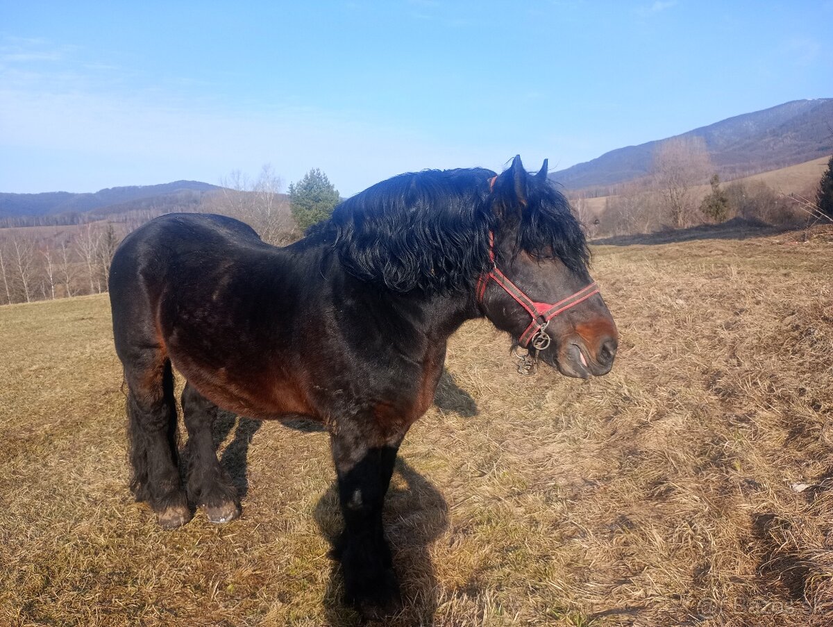 Predám ťažného koňa - 4