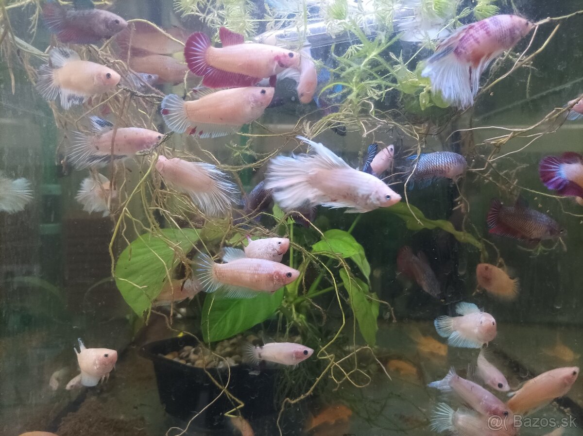 Predám bojovnice - 4