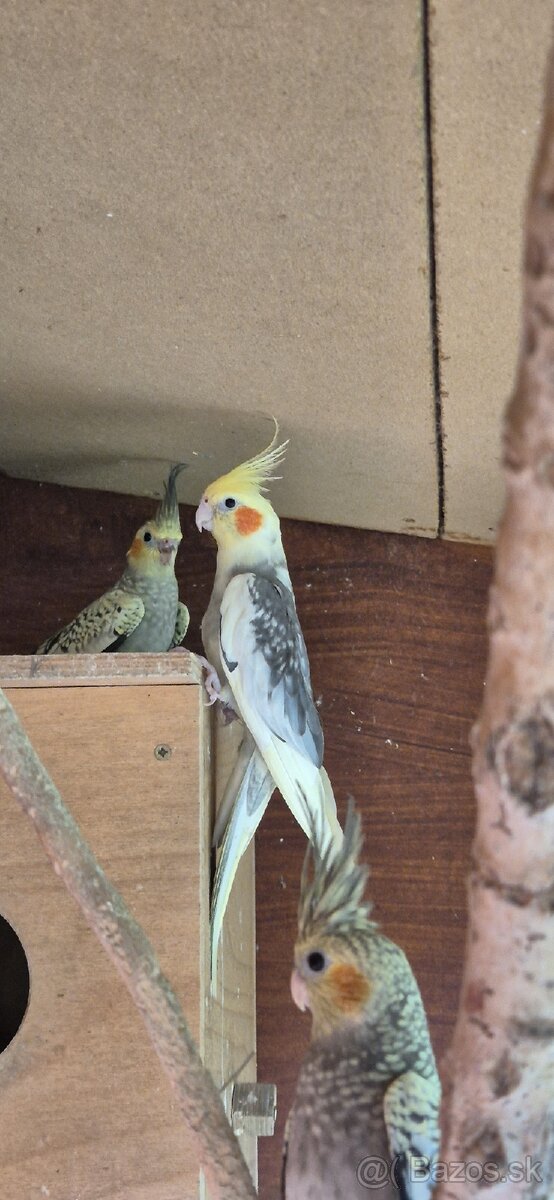 Predám KORELY - straka s krúžkom - 4