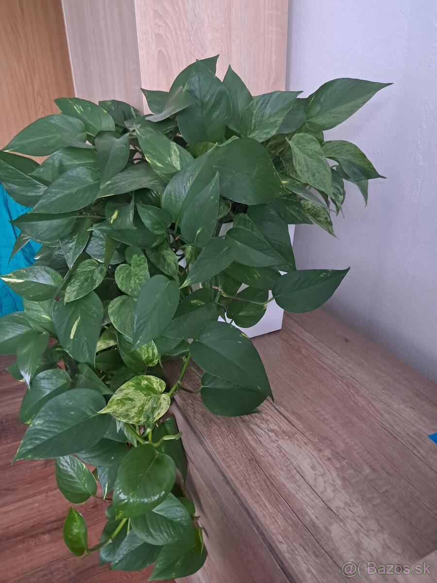 Predám izbové rastliny - 4