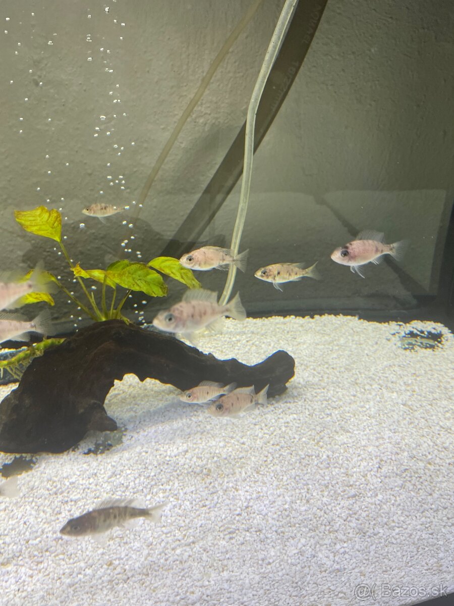 Predam cichlidy Aulonocara calico - 4