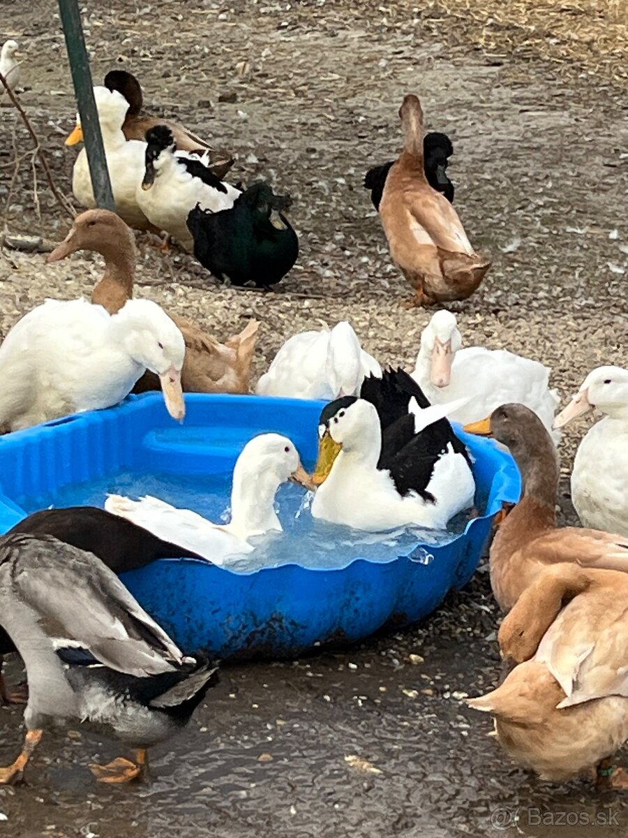 Kačice - 4