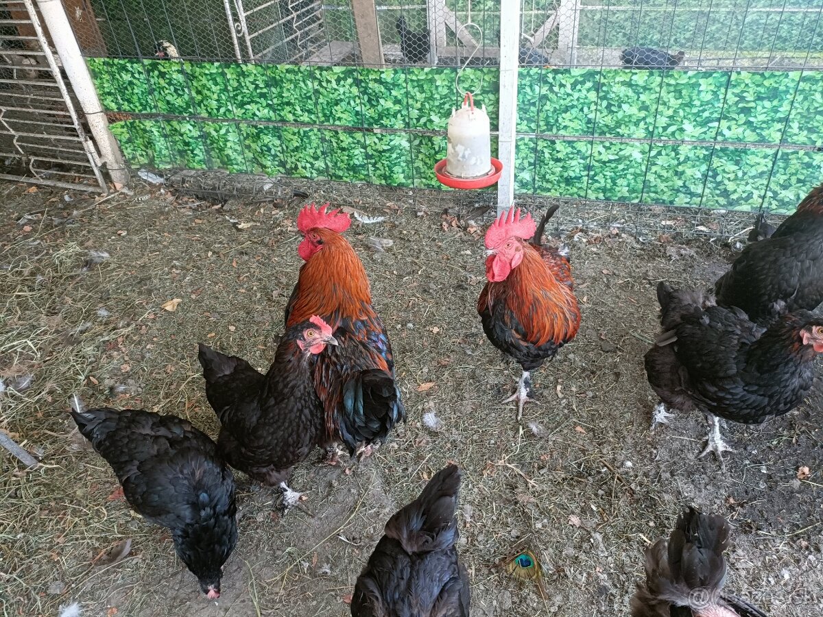 Nasadové vajíčka - 4