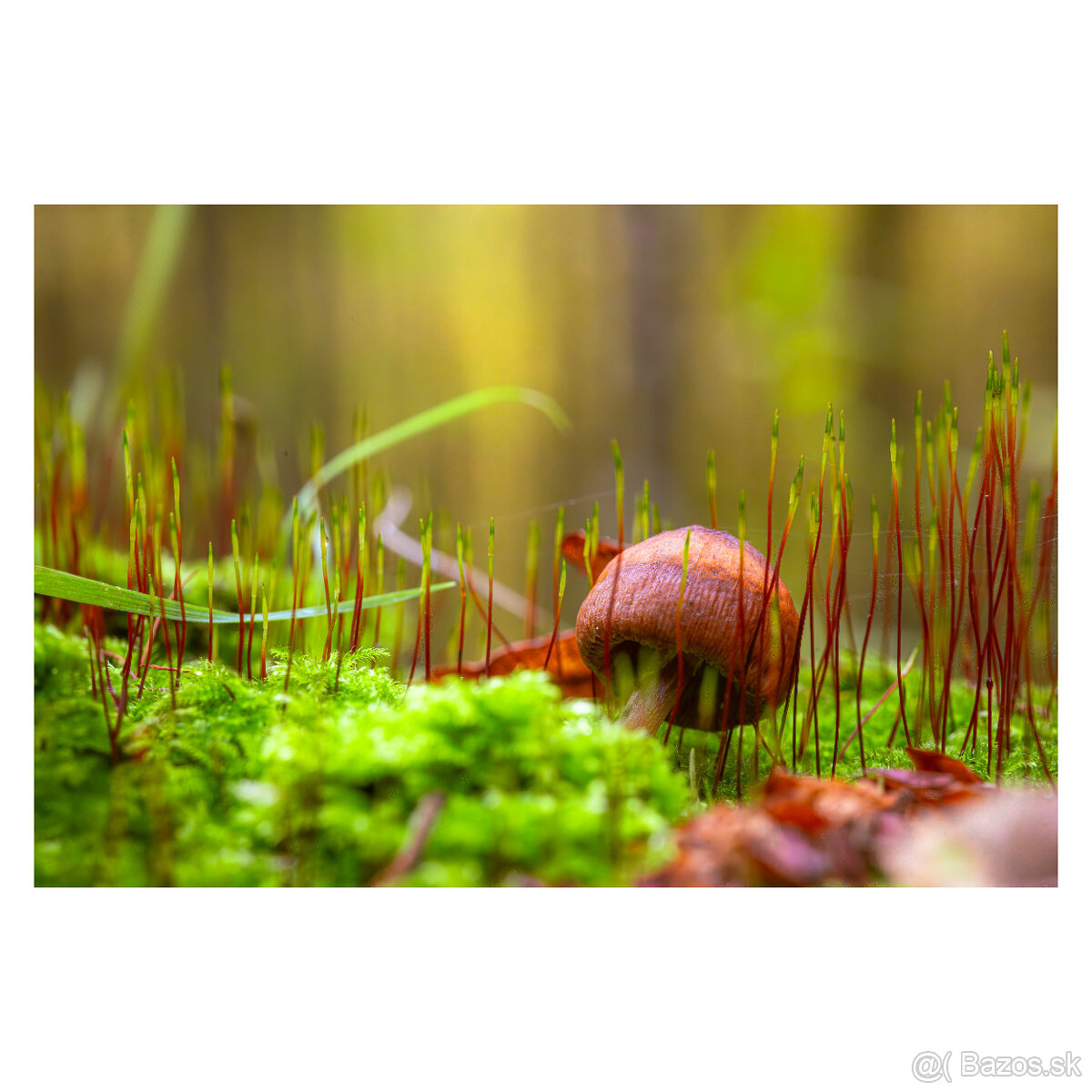 Laowa 60mm f2.8 2x macro objektív Sony FE - 4