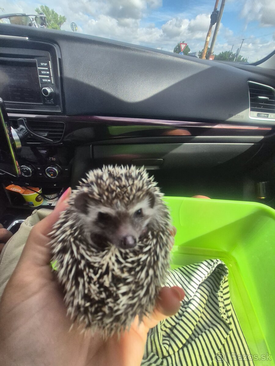 Ježko bielobruchý - 4