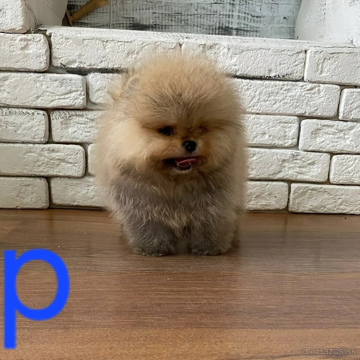 Pomeranian - 4