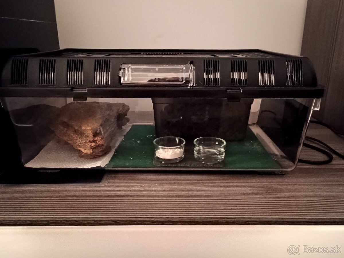 Gekončík nočný s určenou genetikou (samička,samec) - 4