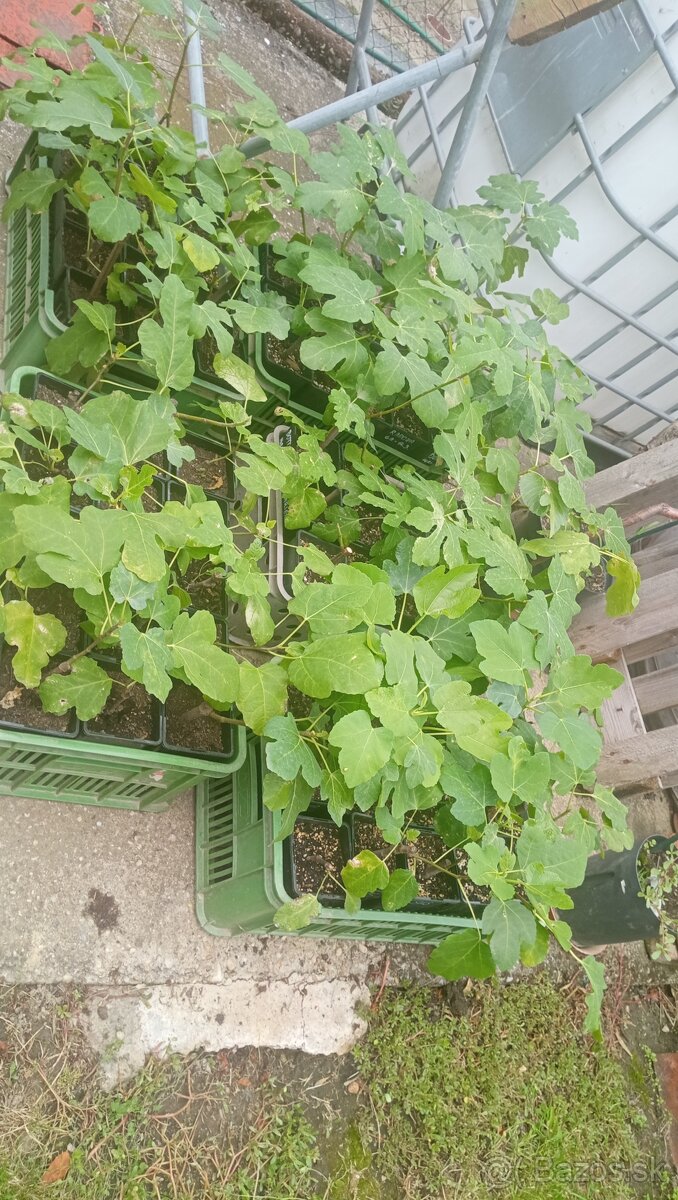 Trúby, figovníky, tráva - 4