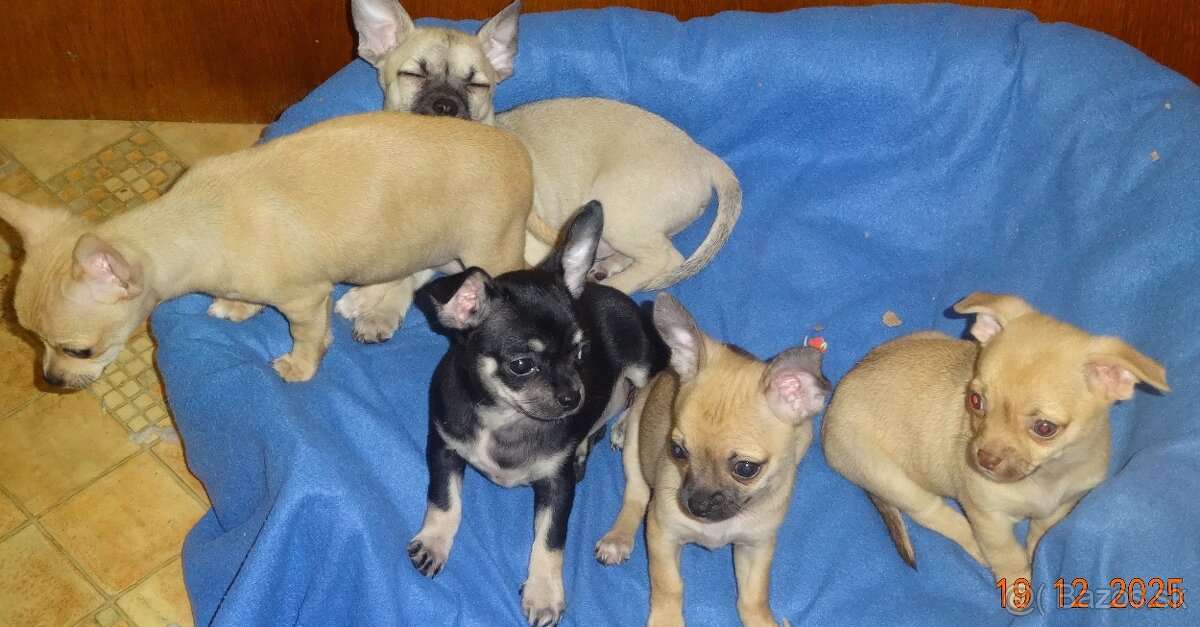 čivava krátkosrstá - 4