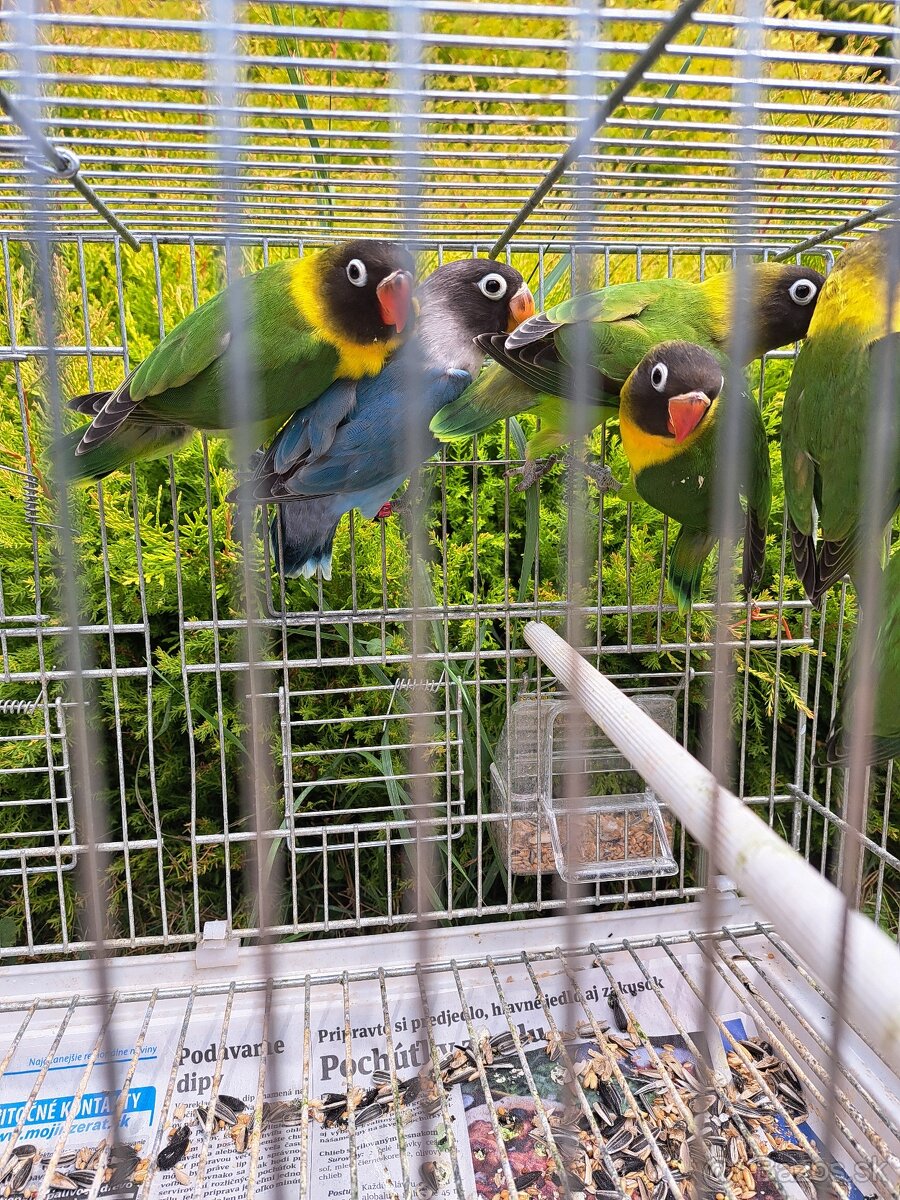 Agapornis personata (škraboškový) - 4