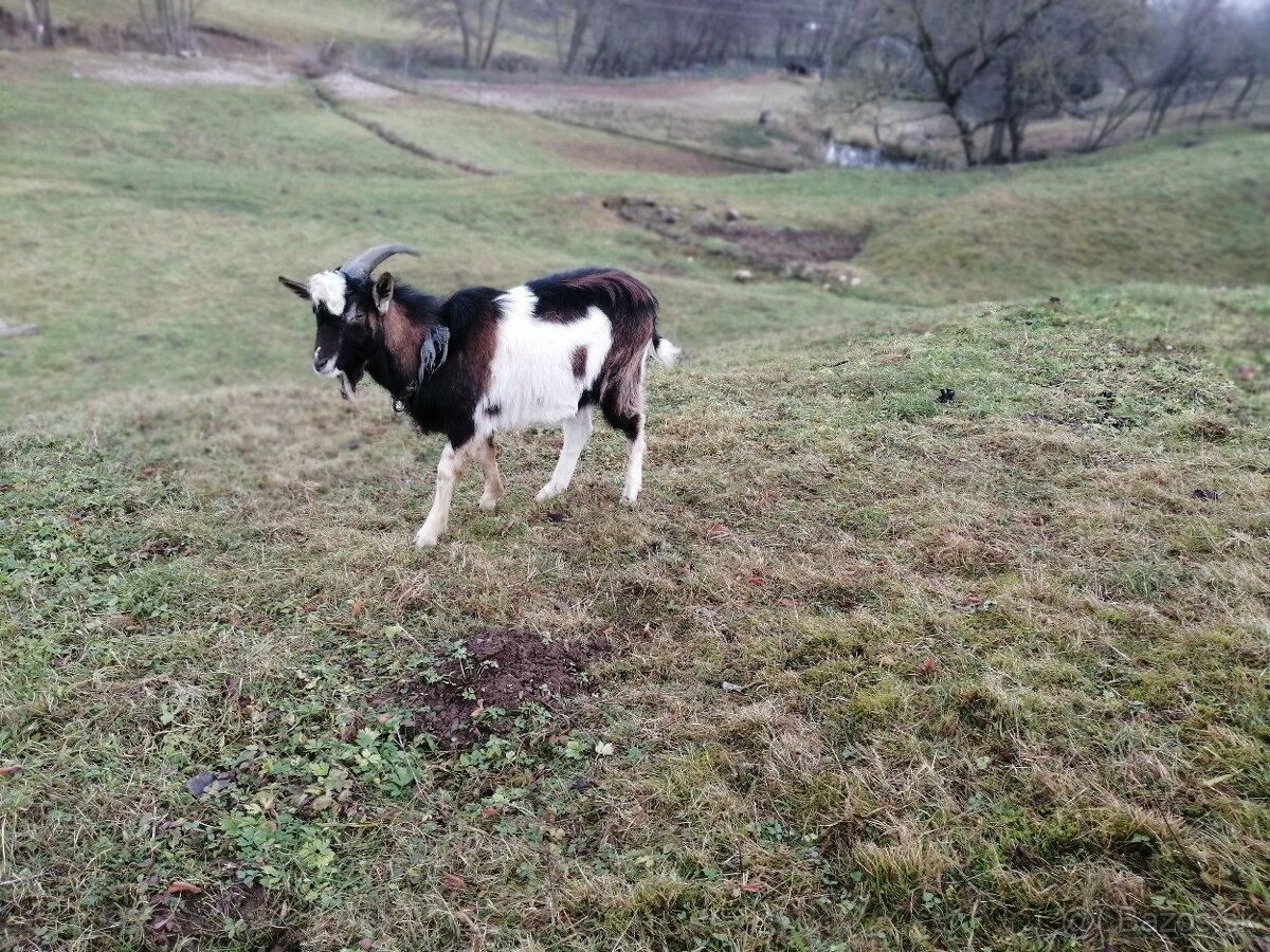 mladé dospelé mäsového typu-nenáročné na chov - 4