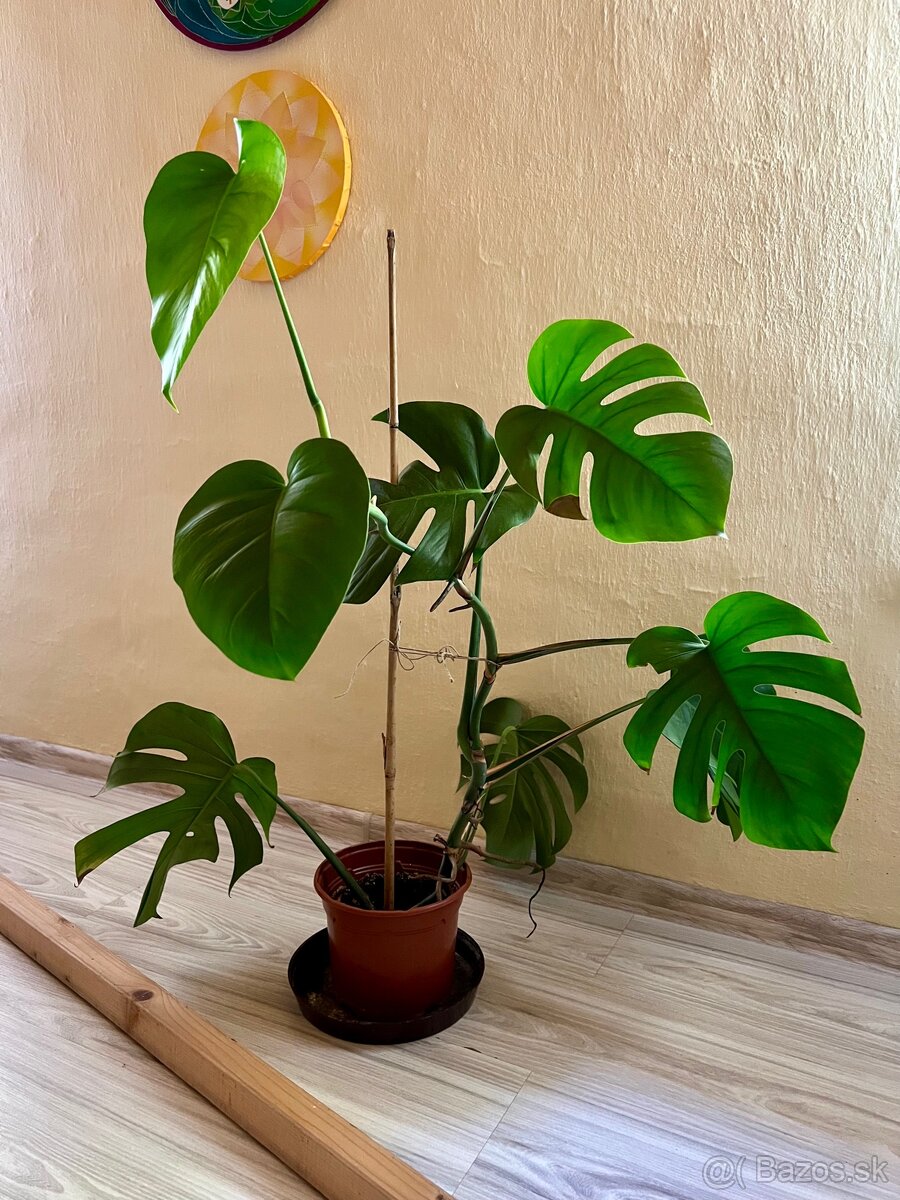 Monstera deliciosa - 4