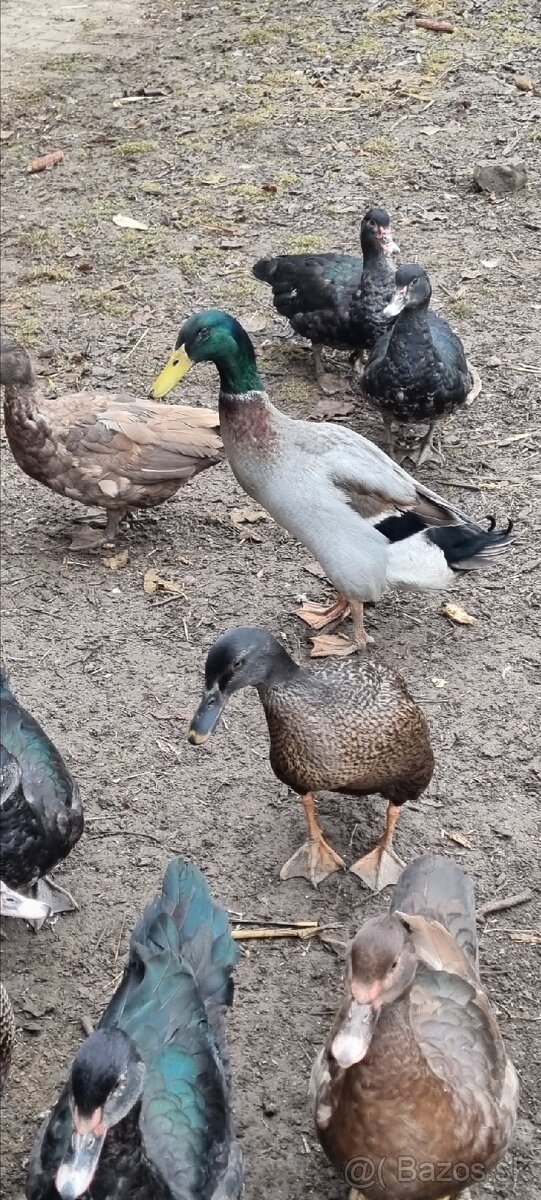 Kacky pizmove a miesane ruanske s bezcami - 4