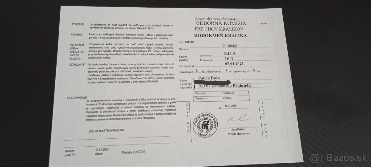 Durínsky králik - 4