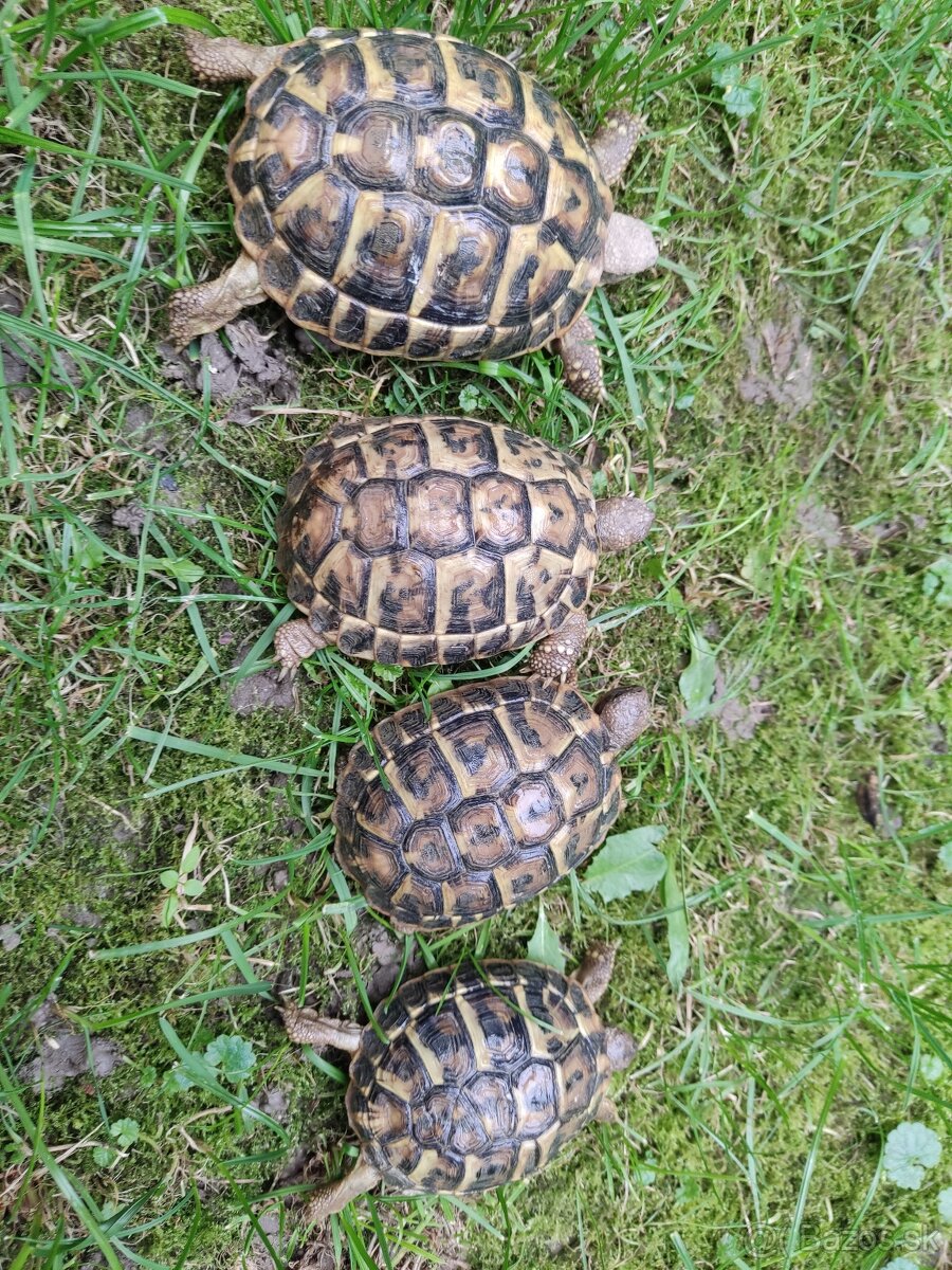 Predám testudo hermanni Puglie - 4