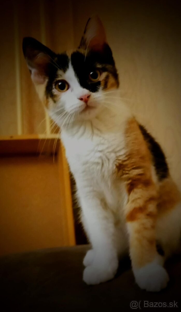 Domáca mačička - 4
