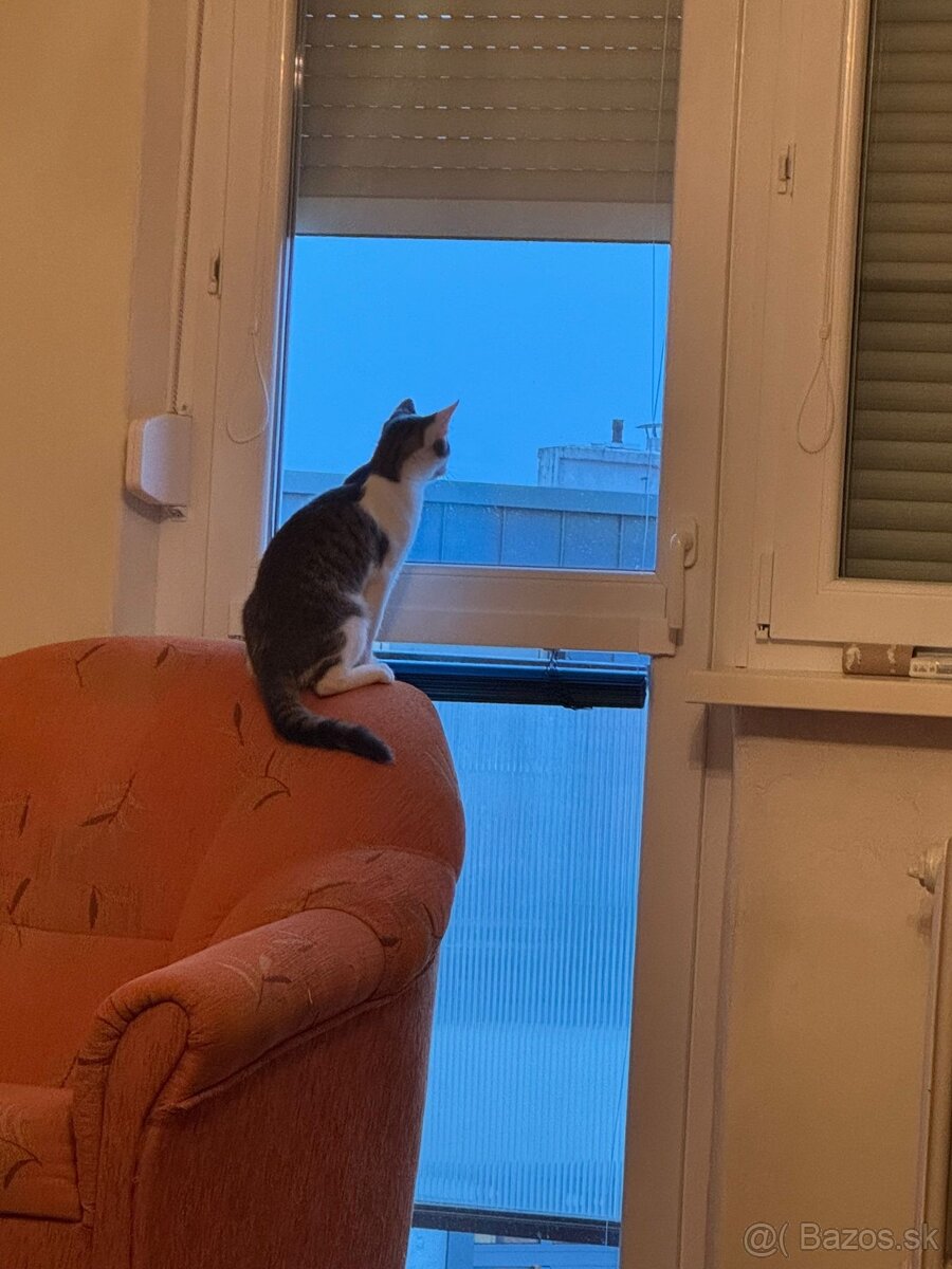 Stratil sa kocúrik Leo v Nitre - 4