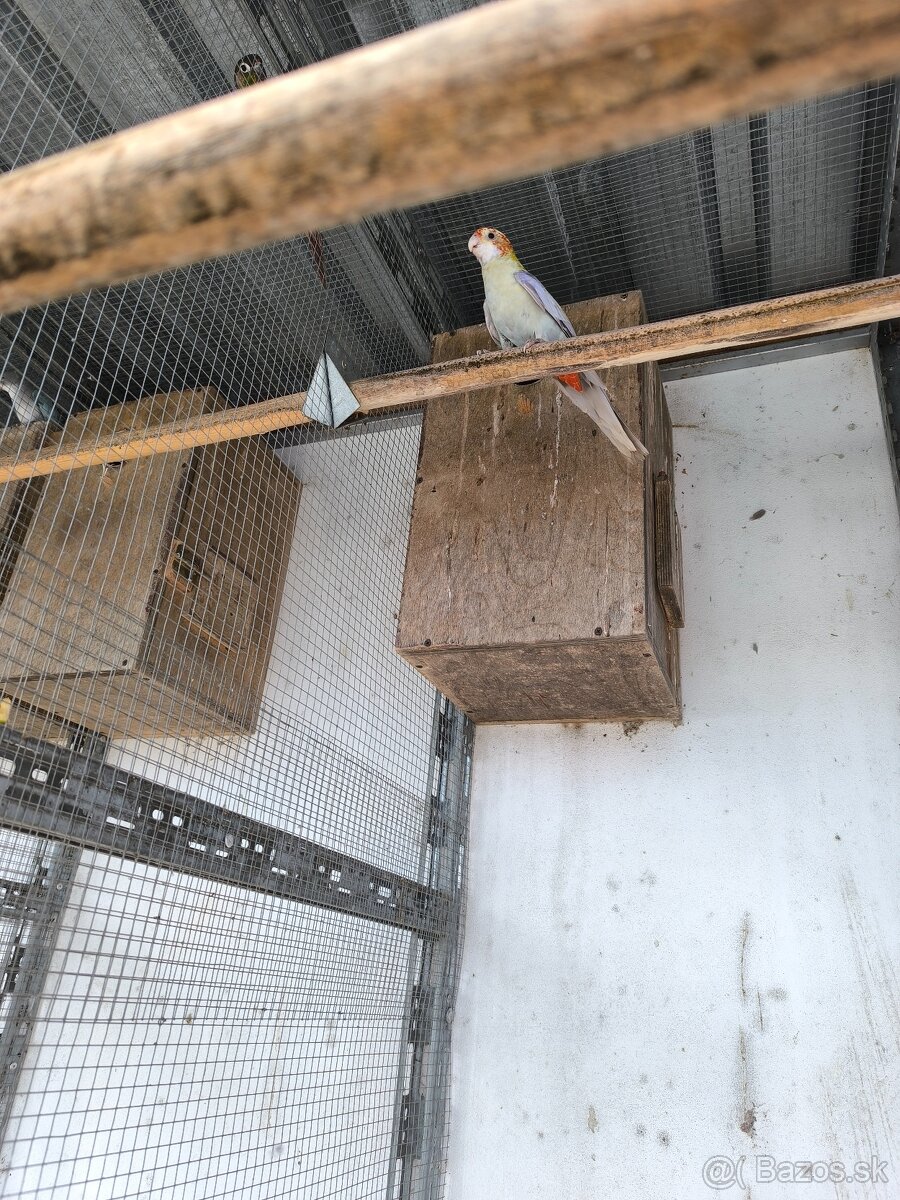 Rozela zltohlava škorica samec 2025 - 4