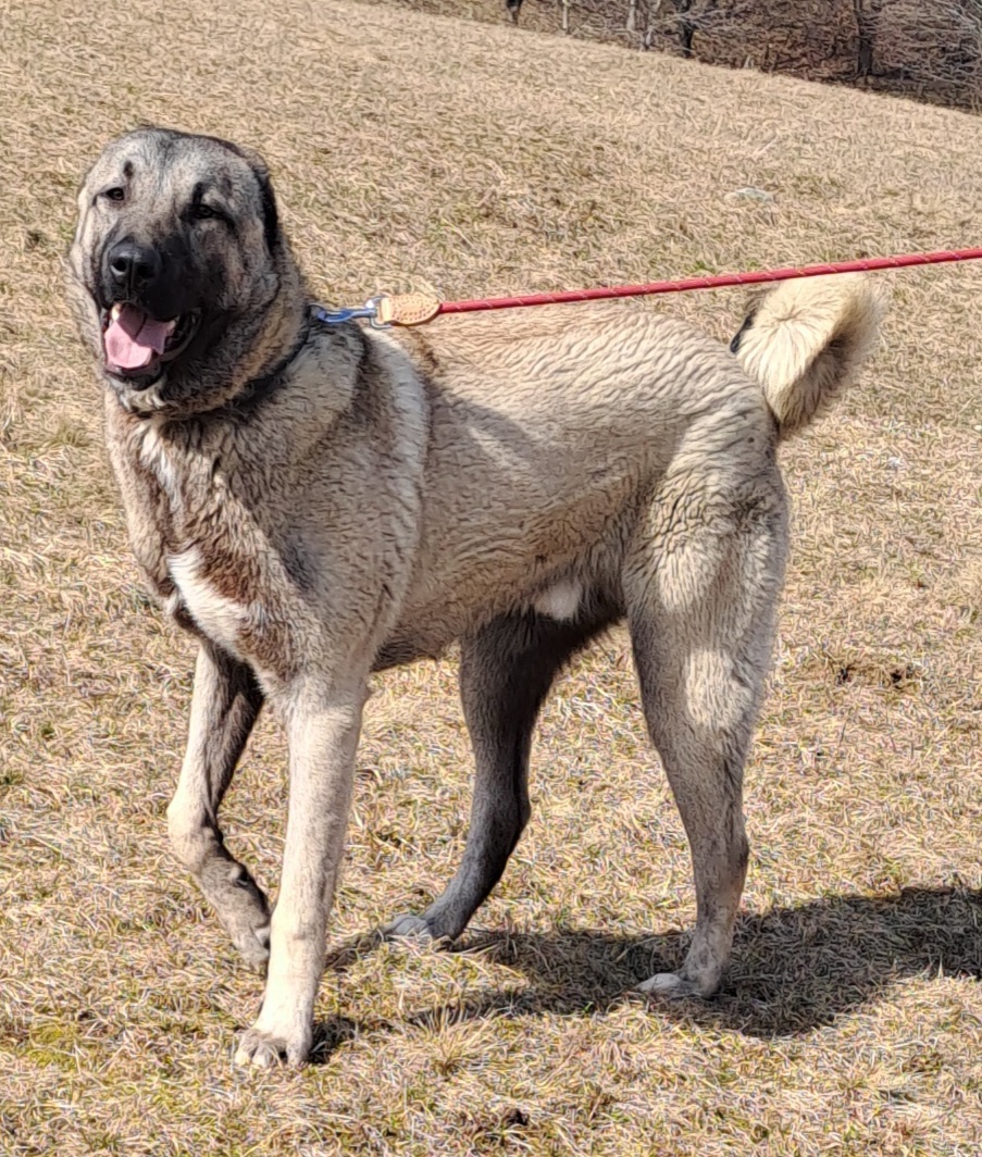 Kangal - 4
