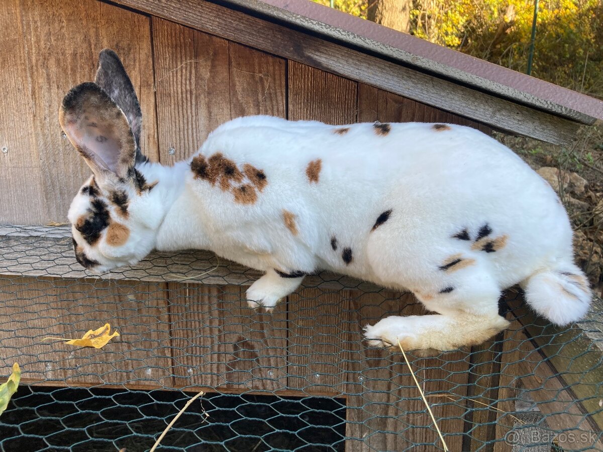 Rex dalmatínsky - 4