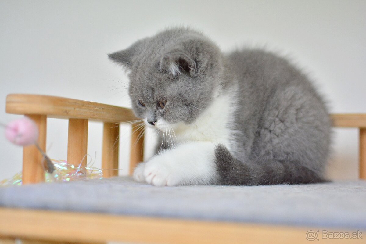 Britský kocúrik s PP - 4