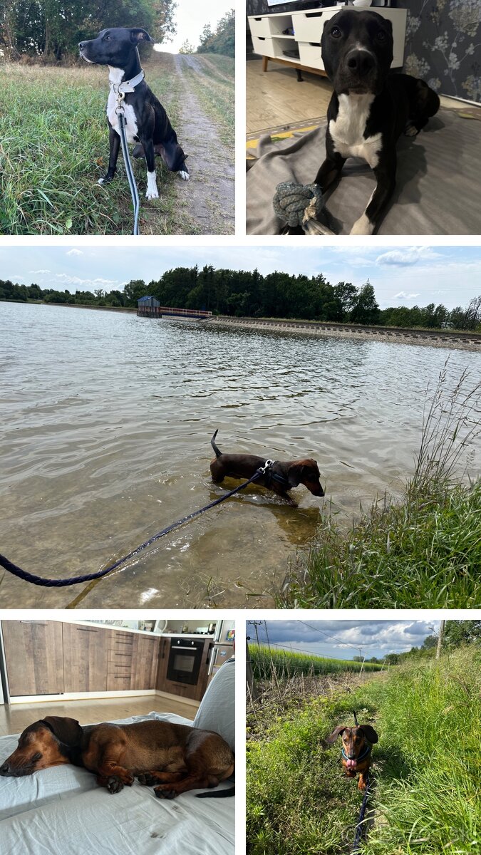 Stráženie psíkov - 4