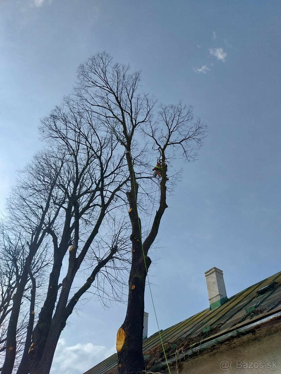 Rizikový výrub - 4