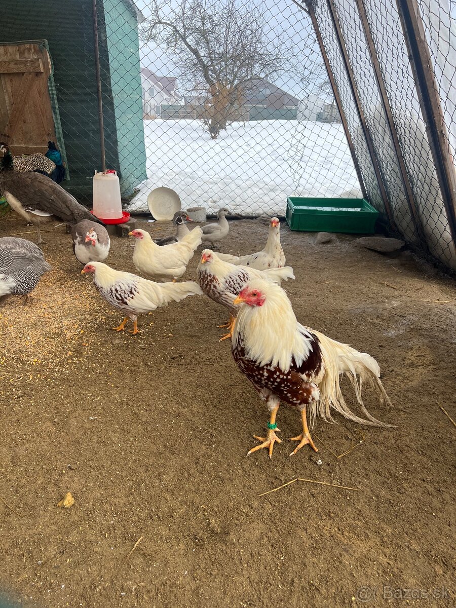 NV yokohama červenosedlatá - 4