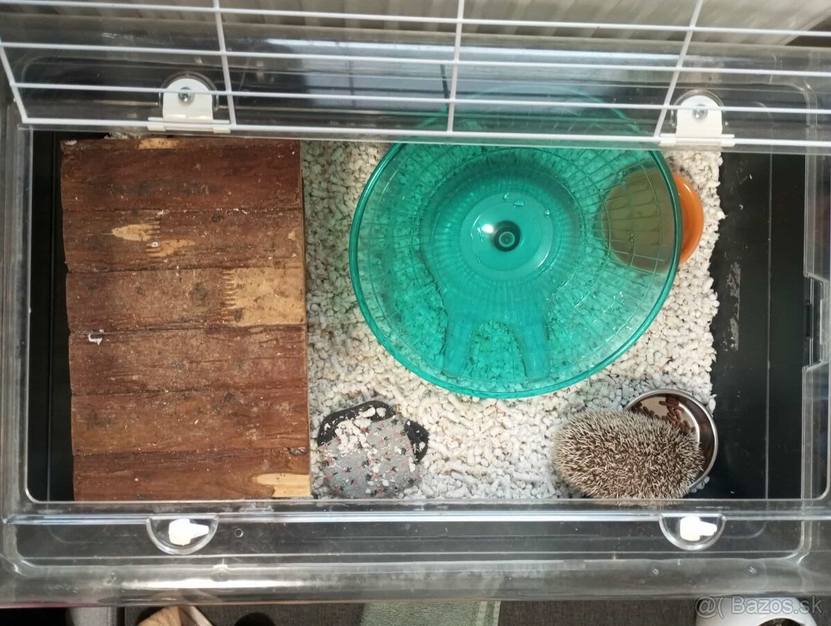 Predám ježko bielobruchý (africký) - 4