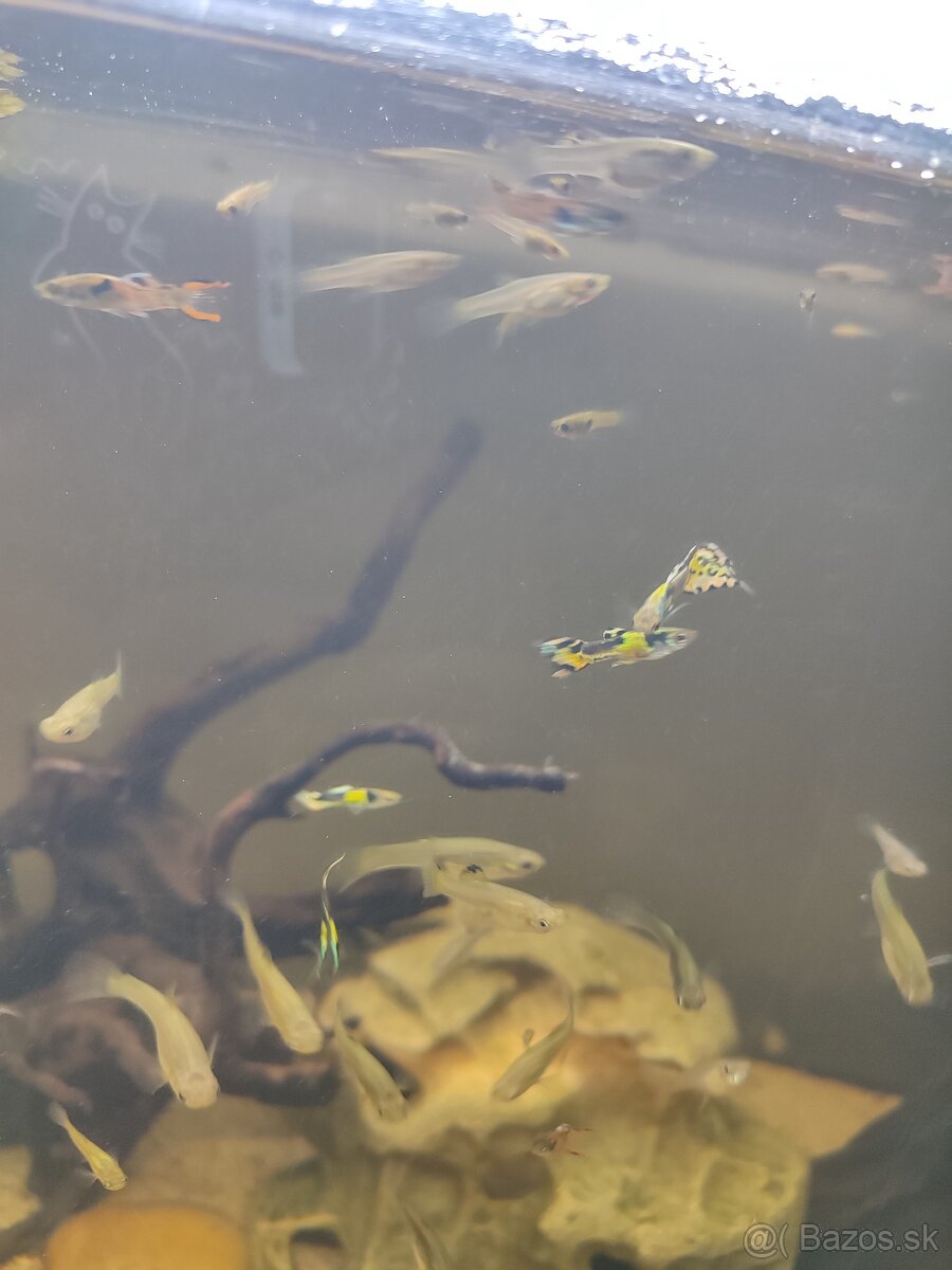 PREDÁM 120L AKVÁRIUM - 4