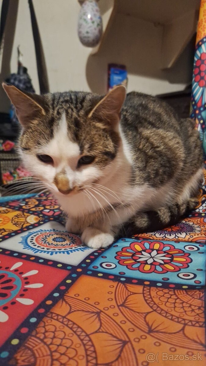 Darujeme kocúrika Fliačika - 4