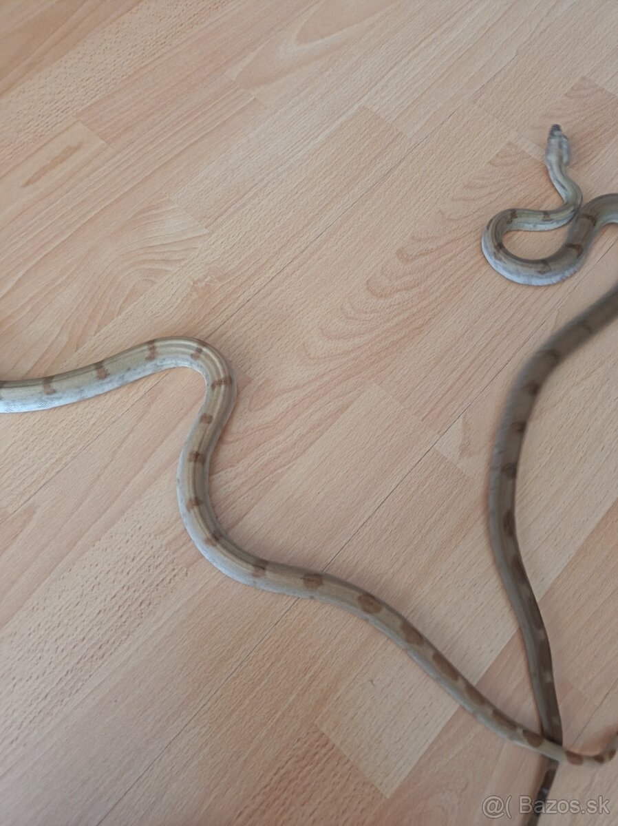 Boa constrictor Sabogae - 4