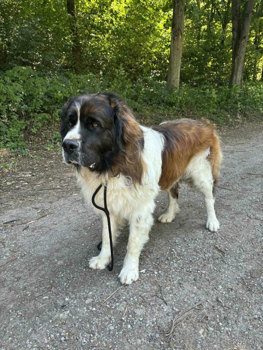 Moskovský strážny pes - 4