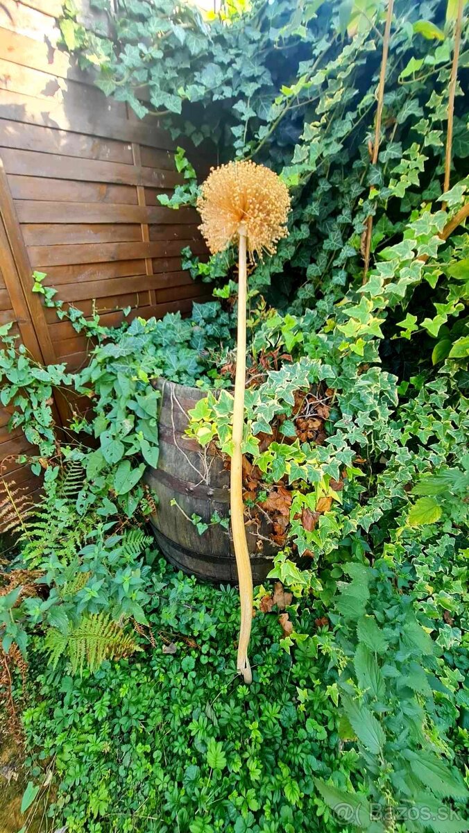 Okrasný cesnak Ambasador do 150 cm - 4